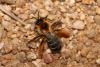 Dasypoda hirtipes